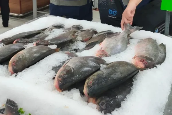 Operação vai fiscalizar balanças na venda de peixes