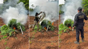 Polícia Federal destrói 89 mil pés de maconha em Grajaú