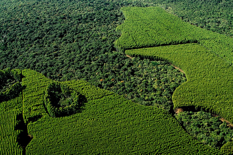 Suzano divulga Resumo Público do Plano de Manejo Florestal do Maranhão