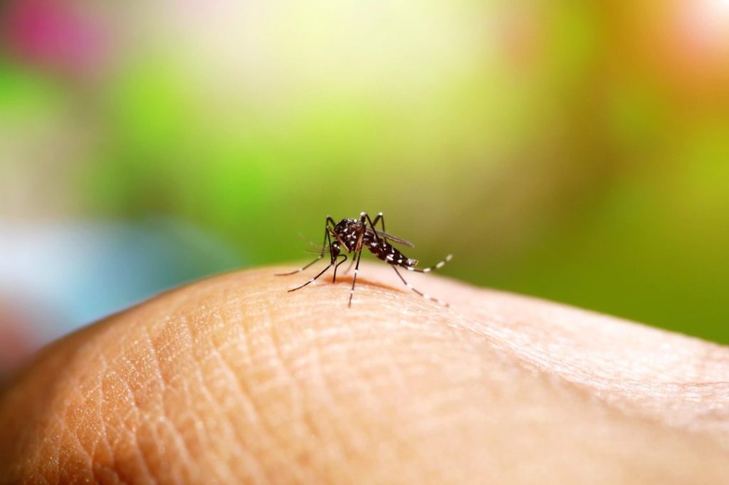 Maranhão registrou mais de 7 mil casos confirmados de dengue