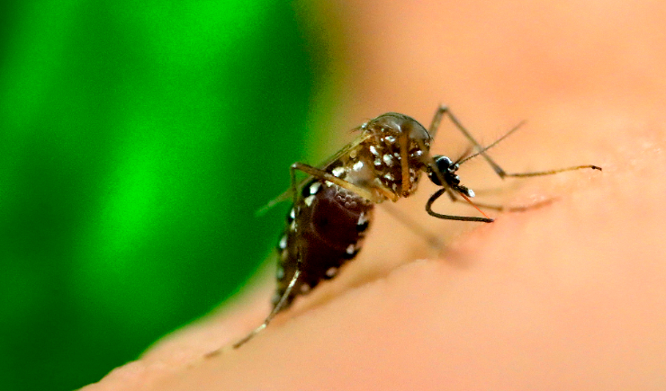 Brasil registra oito mortes por dengue e duas por chikungunya em 2025