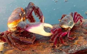 Período de proteção do caranguejo-uçá ocorre no Maranhão e em outros dez estados