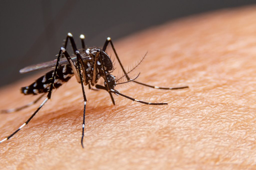 Maranhão apresenta diminuição no número de casos de Dengue