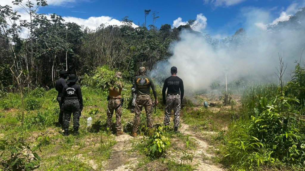 Mais de 36 mil pés de maconha são erradicados nas regiões do Gurupi e do Turi