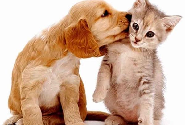Mercado pet brasileiro se consolida como um dos maiores do mundo