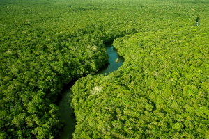 Desmatamento diminui em três biomas do país