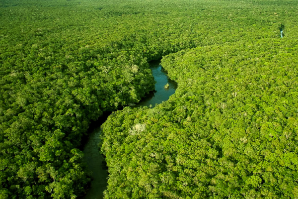 Desmatamento diminui em três biomas do país