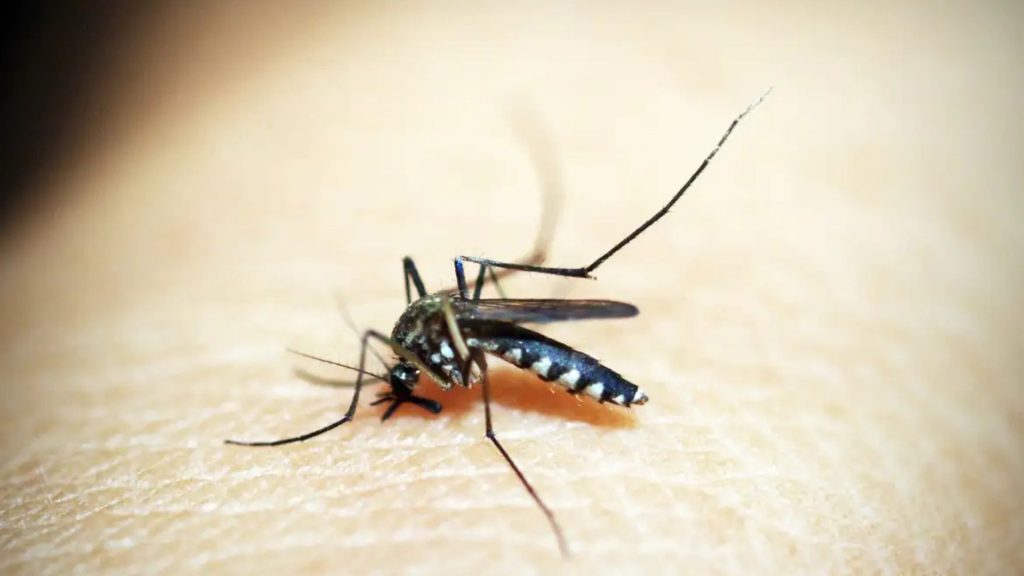 MA já registrou quase 5 mil casos de dengue em 2025