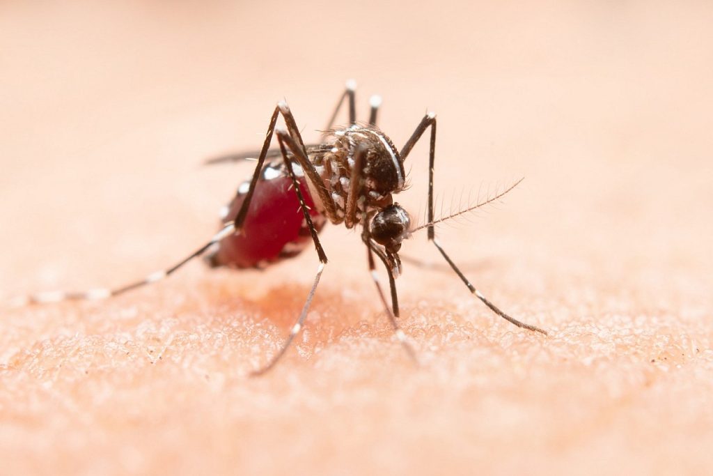 São Luís registra 897 casos de dengue em 2025