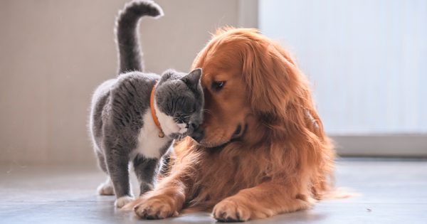 Nova lei proíbe tatuagens e piercings em cães e gatos