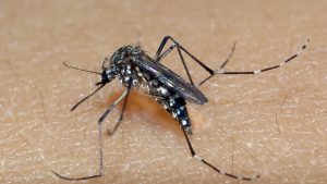 Casos de dengue diminuem no país