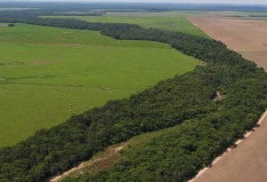 Mais de 11 milhões vivem em unidades de conservação no Brasil
