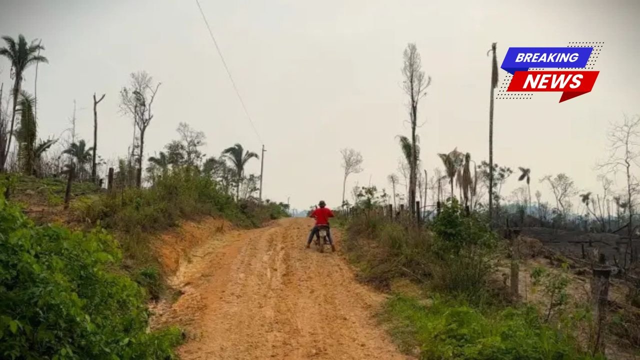 Atraso no rastreamento de gado ameaça a Amazônia brasileira
