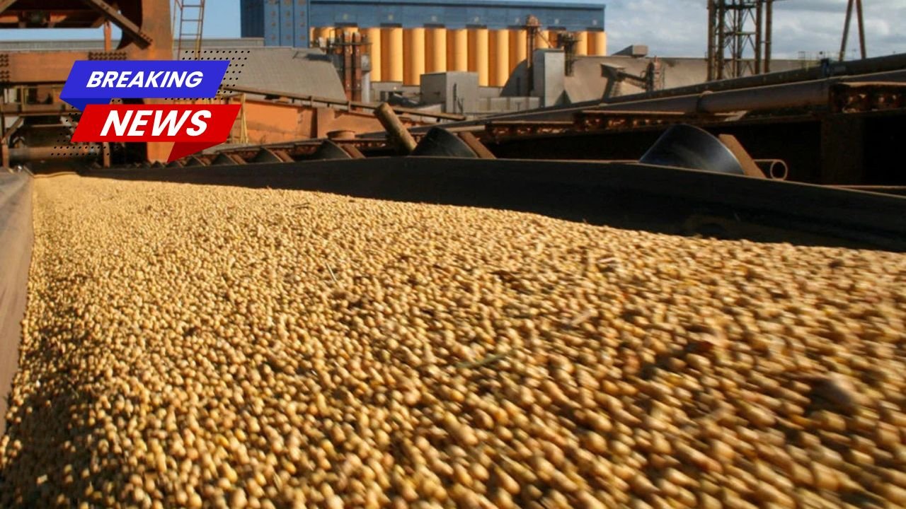 Brasil deve processar recorde de 61 milhões de toneladas de soja em 2026, diz a Abiove