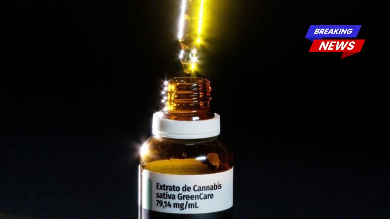 Brasil legaliza o cultivo de cannabis medicinal e amplia o acesso dos pacientes