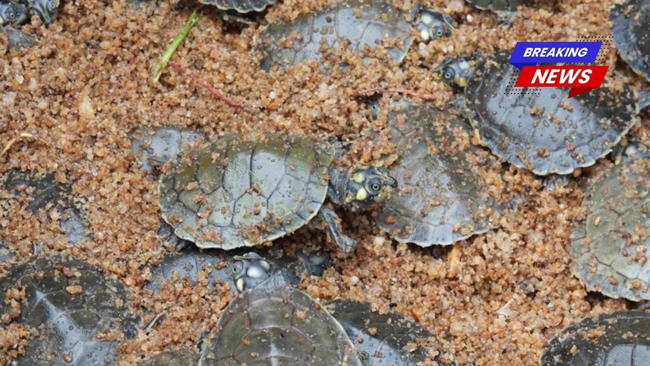 Brasil registra aumento na taxa de nascimento de tartarugas do Rio Amazonas