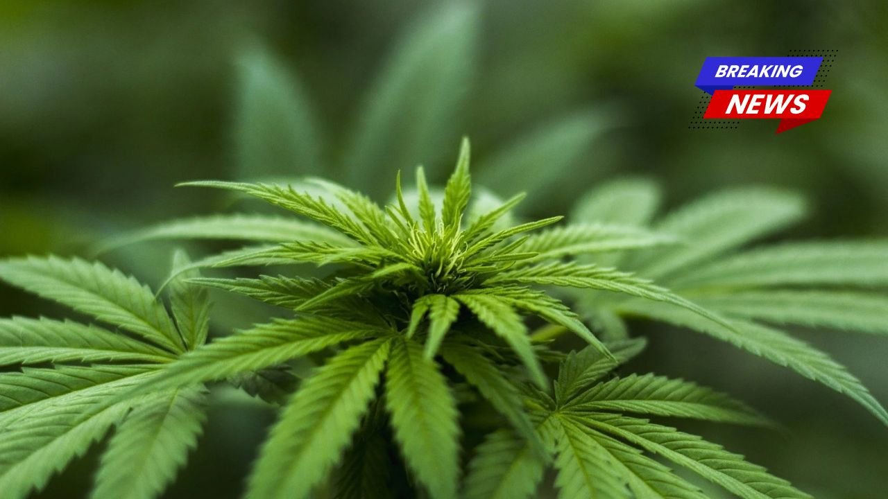 Regulador de Saúde do Brasil Define Novas Regras para Produção de Cannabis Medicinal