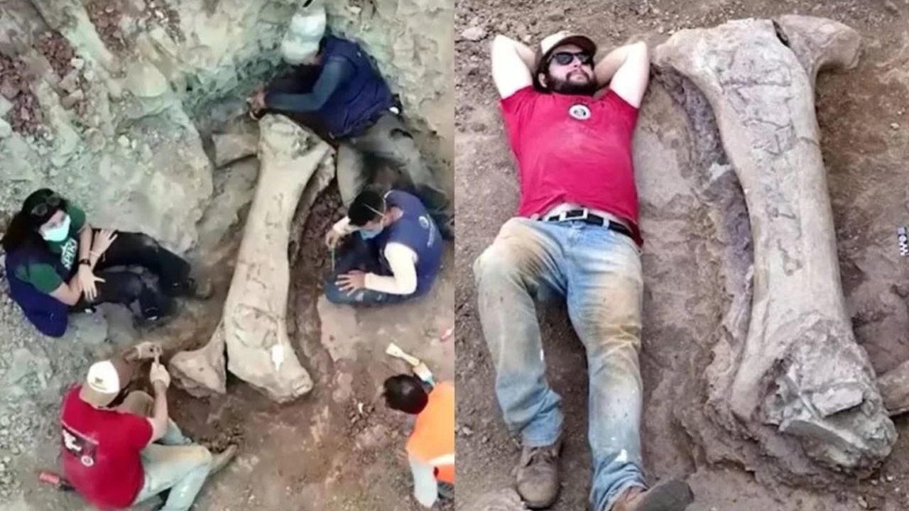 Fósseis de Dinossauro no Brasil Revelam Nova Espécie Gigante