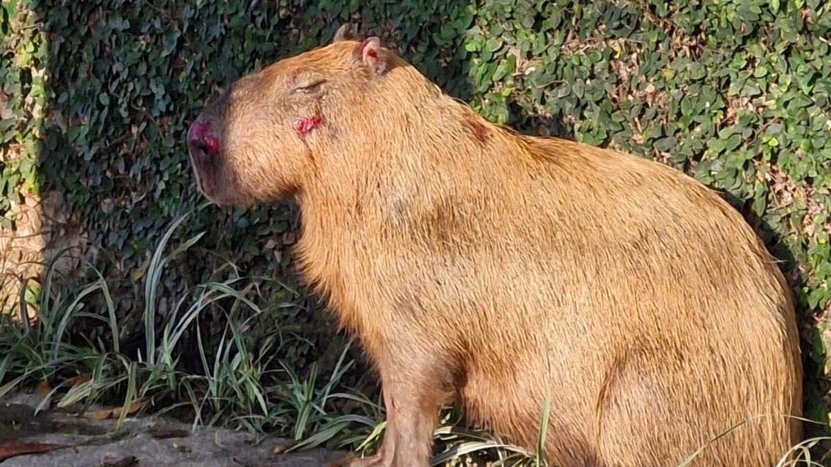Grupo é Preso por Ataque a Capivara no RJ; Menores São Internados