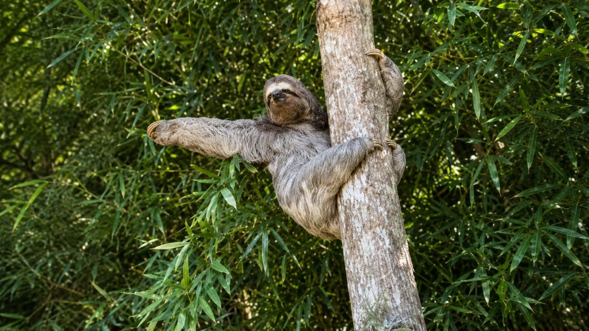 Bicho-Preguiça É Devolvido À Natureza Em Paraty Após Resgate Na BR-101