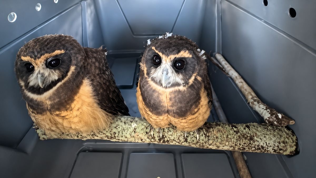 Corujas e Gambás Reabilitados São Devolvidos à Natureza na Reserva da Juatinga, em Paraty
